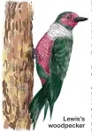  ??  ?? Lewis’s woodpecker C. CUNNINGHAM/JOURNAL