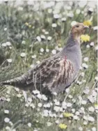  ??  ?? 0 The Grey Partridge