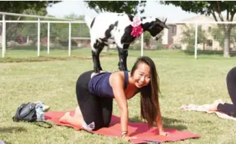  ?? KRISTEN CARTER PHOTOGRAPH­Y ?? It’s a fun class that’s definitely more about the goats than the yoga at Arizona Goat Yoga.