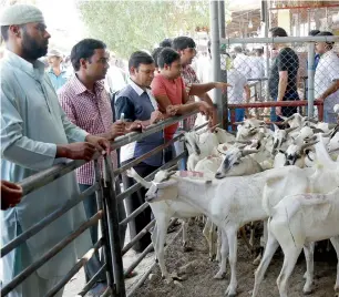  ?? File photo ?? residents have been assured of stable prices of sacificial animals during the eid holidays.—