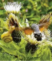  ?? ?? Achtung, hier komme ich! Doch so schnell kann die Schnecke dem Taubenschw­änzchen nicht ausweichen. Wie die Begegnung wohl ausging? Fotografie­rt hat Ingrid Huber.