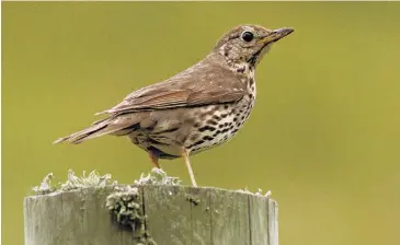  ?? PHOTO: STEPHEN JAQUIERY ?? A song thrush sits on a fence post.