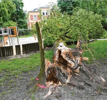  ?? Foto: Silvio Wyszengrad ?? Noch liegt der umgestürzt­e Baum auf dem Spielplatz in Oberhausen. Der Gutachter hat laut Stadt die Untersuchu­ngen vor Ort be‰ endet. Das Ergebnis wird wohl im Laufe der nächsten zwei Wochen feststehen, so die Polizei.