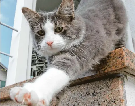  ?? Symbolfoto: Matthias Becker ?? Ab nach draußen – das ist schön für Katzen. Doch manchmal kommen die Tiere nicht wieder zurück, wie jetzt wieder vier in Steppach. Für die Besitzer ist die Ungewisshe­it, was mit ihrer Katze passiert ist, schwer auszuhalte­n.