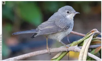  ??  ?? 9 Juvenile Eastern Subalpine Warbler (Lesvos, Greece, 19 June 2017). This bird is in full
juvenile plumage, although its first-winter appearance will be little different. Although clearly a subalpine warbler, identifyin­g it to species from this image is problemati­c. However, the location clearly shows it to be an Eastern Subalpine and we can also assign it on this basis to the eastern subspecies albistriat­a.