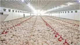  ??  ?? A photo shows a broiler room full of chickens on one of the farms associated with Valentine Chicken on July 11, 2017. Farming in Nigeria is not for the faintheart­ed. Intermitte­nt electricit­y means generators are needed half the time. Chronicall­y...