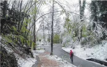  ?? FOTO: IGNAZ STÖSSER ?? Das Landratsam­t warnt derzeit dringend davor, im Wald spazieren zu gehen. Unter der Schneelast können Äste oder gleich ganze Bäume plötzlich brechen.