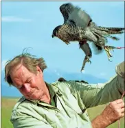  ?? aP-MIChael GallaCher, File ?? Television personalit­y Jim Fowler ducks to avoid being battered by a peregrine falcon on a tether at the National Bison Range near Missoula, Mont. Fowler, a naturalist who rose to fame on the long-running television show “Wild Kingdom,” died peacefully surrounded by family last Wednesday at his home in Norwalk, Conn. He was 89.