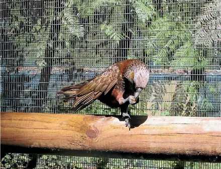  ??  ?? New kaka, Cookie, has been released into the Maungataut­ari aviaries.