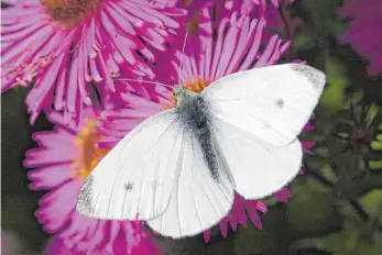  ?? FOTO: HELGE MAY/NABU/DPA ?? Weiße Flügel mit dunkelgrau­en Rändern: Daran erkennt man den Kleinen Kohlweißli­ng.