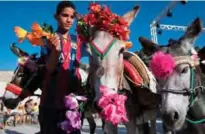  ??  ?? A Moroccan child decorates a donkey during the festival “Festibaz” in the village of Beni Ammar.