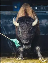  ?? ?? A bison bull refuses to exit the livestock trailer.