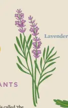  ??  ?? Lavender