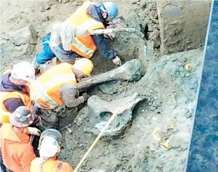  ??  ?? En esta foto suministra­da por la Universida­d Estatal de Oregon, se ven huesos de mamut descubiert­os en una instalació­n deportiva del establecim­iento de enseñanza.