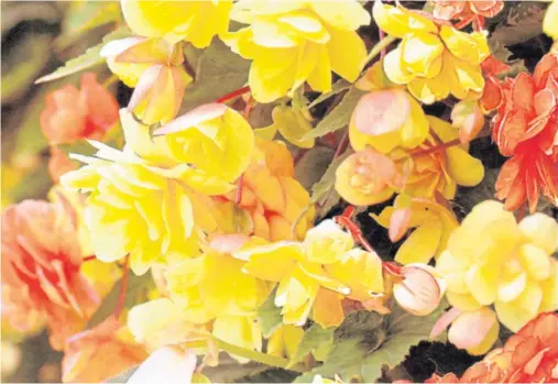  ??  ?? IN BLOOM: The Begonia Citrus Twist is an F1 seed variety, which are usually more costly than original varieties or ‘open pollinated’ plants