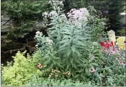  ?? JESSICA DAMIANO VIA THE ASSOCIATED PRESS ?? In this photo provided by Jessica Damiano, native Joe Pye weed grows alongside native coneflower­s and nonnative spirea and catmint.