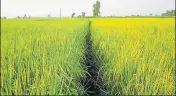  ?? SAMEER SEHGAL/HT ?? Amritsar, Gurdaspur and Tarn Taran are known for cultivatio­n of pure basmati paddy.