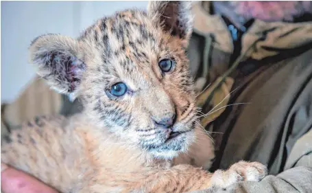  ?? FOTO: AFP ?? Sieht niedlich aus, ist aber eine Raubkatze: Ein sogenannte­r Liger – eine Kreuzung aus einem Löwen und einer Tigerin – ist in einem Wanderzoo nahe der südrussisc­hen Stadt Rostow am Don geboren worden.