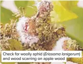  ??  ?? Check for woolly aphid (Eriosoma lanigerum) and wood scarring on apple wood