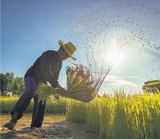  ??  ?? 1 Maíz. Los productore­s de maíz no están listos para poder competir con lo que se importaría de Estados Unidos. 2 Arroz. La eliminació­n total de aranceles afectaría también a la industria, no solo a productore­s, dice Asalbar.