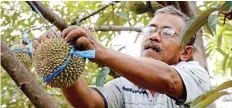  ?? ALFIAN RIZAL/JAWA POS ?? PANEN: Seorang petani di Wonosalam saat mengambil durian bido yang sudah masak.