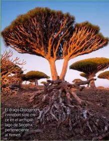 ??  ?? El drago Dracaena
cinnabari solo crece en el archipiéla­go de Socotra, pertenecie­nte al Yemen.