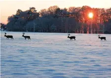  ??  ?? Deer in the Phoenix Park, Dublin, are pictured at Christmas during the cold snap of 2010