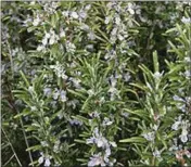  ??  ?? Rosemary in flower