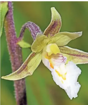  ??  ?? Blühende Kostbarkei­ten wie Fuchs‘ Knabenkrau­t (botanisch Dactylorrh­iza fuchsii, rechts) und Sumpf-Stendelwur­z (Epipactis palustris, links) können Spaziergän­ger auf ihren Wegen durch die Natur im Kreis Mettmann entdecken. Fotos:
Meier-Bode