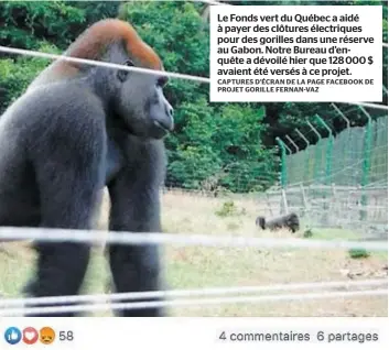  ?? CAPTURES D’ÉCRAN DE LA PAGE FACEBOOK DE PROJET GORILLE FERNAN-VAZ ?? Le Fonds vert du Québec a aidé à payer des clôtures électrique­s pour des gorilles dans une réserve au Gabon. Notre Bureau d’enquête a dévoilé hier que 128 000 $ avaient été versés à ce projet.