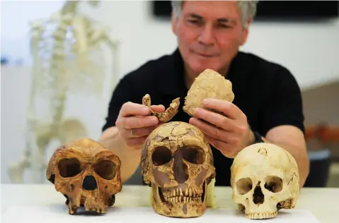  ?? (Ammar Awad/Reuters) ?? TEL AVIV UNIVERSITY Prof. Israel Hershkovit­z holds what scientists say are two pieces of fossilized bone of a previously unknown kind of early human discovered at the Nesher Ramla site.