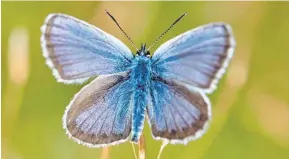  ?? FOTO: NABU ELLWANGEN ?? Der kleine Bläuling wird auch hier immer seltener.