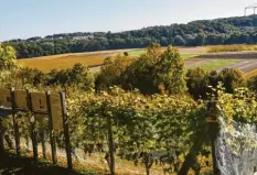  ?? ?? Mediterran­er Flair: Der Kneipp‰Wanderweg führt vorbei an einem kleinen Weinberg. Die Reben gehören Josef Tremml.