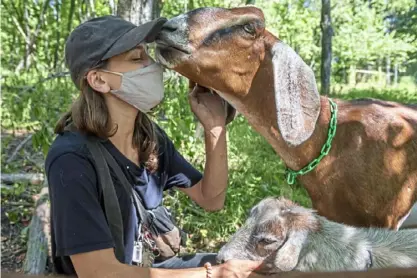  ??  ?? Hillary Steffes enjoys a moment with one of the organizati­on’s 11 goats.