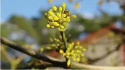  ?? Foto: Gabi Loke ?? Die Kornelkirs­che setzt gelbe Farbtupfer.