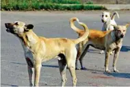  ?? Picture: FILE ?? Stray dogs in Suva.