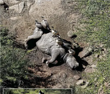  ?? Pictures: Sandile Ndlovu ?? Vultures feed on the carcass of a white rhino killed by poachers earlier this month in Hluhluwe-iMfolozi Park.