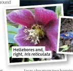  ??  ?? Hellebores and, right, Iris reticulata