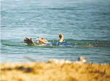  ?? PHOTOS: DAX MELMER ?? A woman goes for a swim under the hot sun Thursday at the East Beach of Sand Point Beach Park.