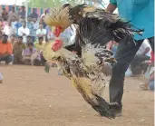  ??  ?? The organisers, with the help of politician­s, are holding deadly cockfights in which sharp knives are tied to the legs of the birds in the arenas.