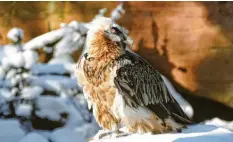  ?? Foto: Jörg Beckmann, Tiergarten Nürnberg, dpa ?? Bartgeier sollen im Nationalpa­rk Berchtesga­den ausgewilde­rt werden. Die Tiere sind für Menschen nicht gefährlich.