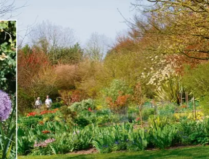  ??  ?? Visitors to Highdown explore the spring bulbs which are framed by shrubs and trees