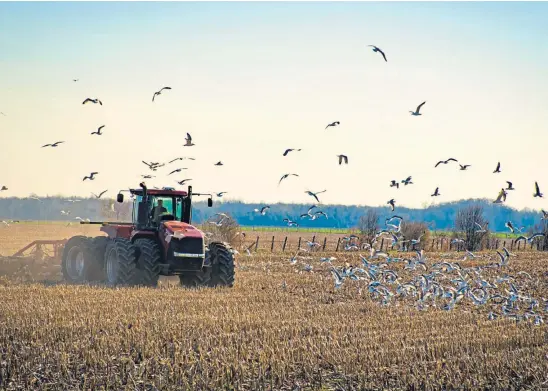  ??  ?? LANDSCAPE: Sometimes a ploughed field, full of gulls and with birds calling from the hedgerows, is enough to inspire poetry.