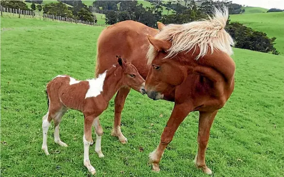  ?? SUPPLIED ?? Hazel, who was rescued last year by the SPCA, with her new foal Merlin.