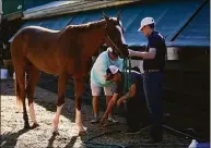  ?? Julio Cortez / Associated Press ?? Preakness entrant Fenwick is cleaned up Wednesday after working out ahead of the Preakness Stakes at Pimlico Race Course in Baltimore. Fenwick has a 50-1 shot of winning the race.