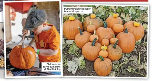  ?? ?? Pumpkin-picking season is almost upon us