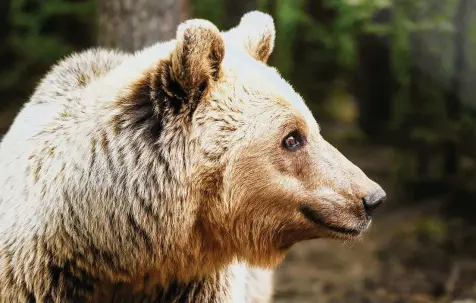  ?? PHILIPP BRANDSTÄDT­ER / DPA ?? „Lasst uns froh und munter sein und uns recht von
Herzen freu’n...“
– Warum genau freuen sich die
Kinder?
Ein Braunbär testet im Bärenwald Müritz das Wasser. Dort leben Braunbären, die gerettet wurden.