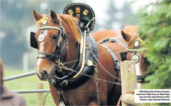  ??  ?? Working class heavy horses need our help now so that they can survive and thrive in the future, says Jimmy Doherty