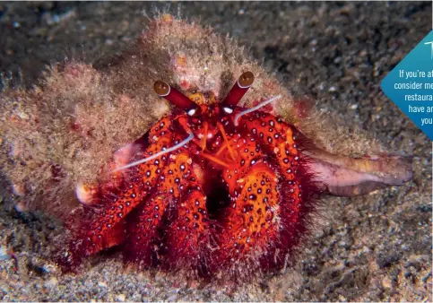  ?? ?? LEFT: Red hairy hermit crab.
RIGHT: Giant hermit crab.