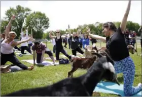  ?? STEPHANIE ZOLLSHAN — THE BERKSHIRE EAGLE VIA AP ?? Yoga instructor Alison Walter leads a “goat yoga” sesson at Hancock Shaker Village in Pittsfield, Mass. Shaker Village has joined other farms in the outdoor yoga trend.